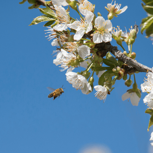 Bees