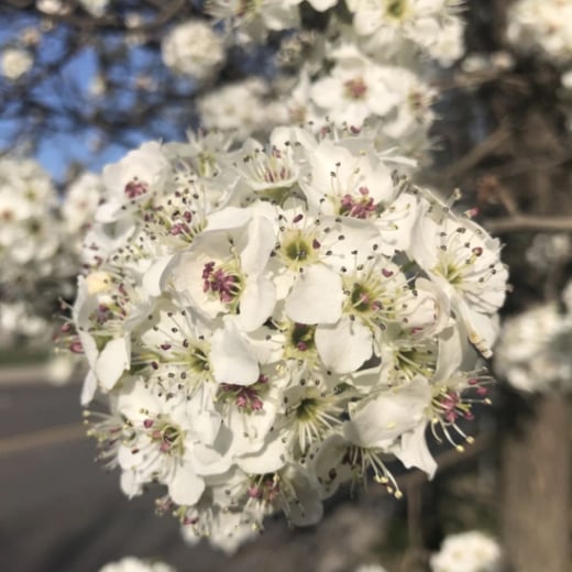 Bradford Pear