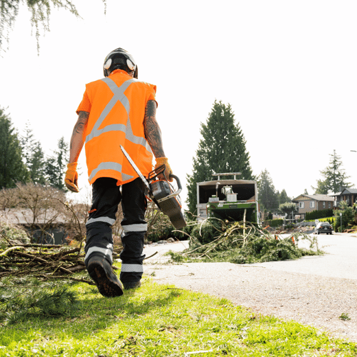 Canopy Preservation in the Hands of Tree Care Companies Blog