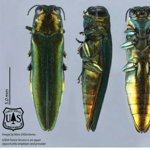 EAB Sq