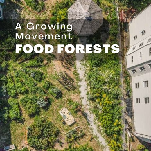 Food Forests sq