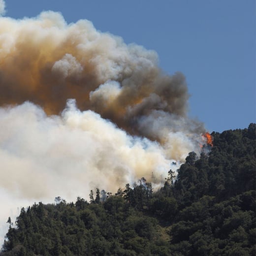 Healing Together Insights into Urban Forest Management from LAs Fires