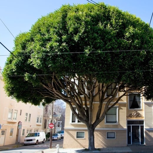 Large Tree Replacement Tree ordinance