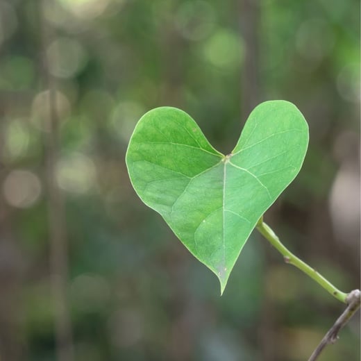 Leafier communities healthier hearts sq