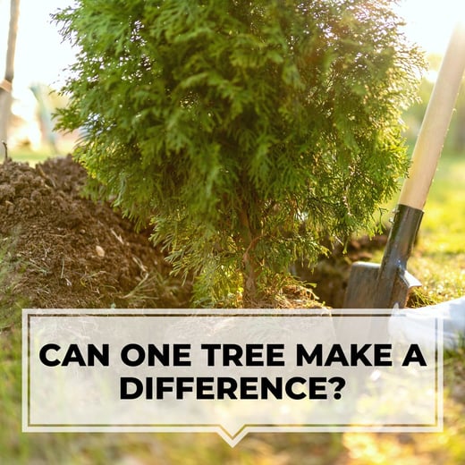One Tree SQ