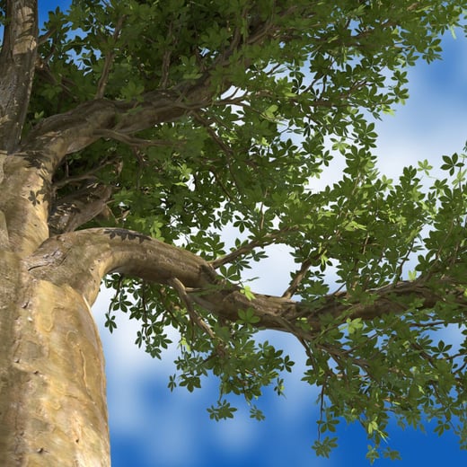 Private Tree Ordinance 101