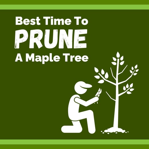 Prune a Maple Tree