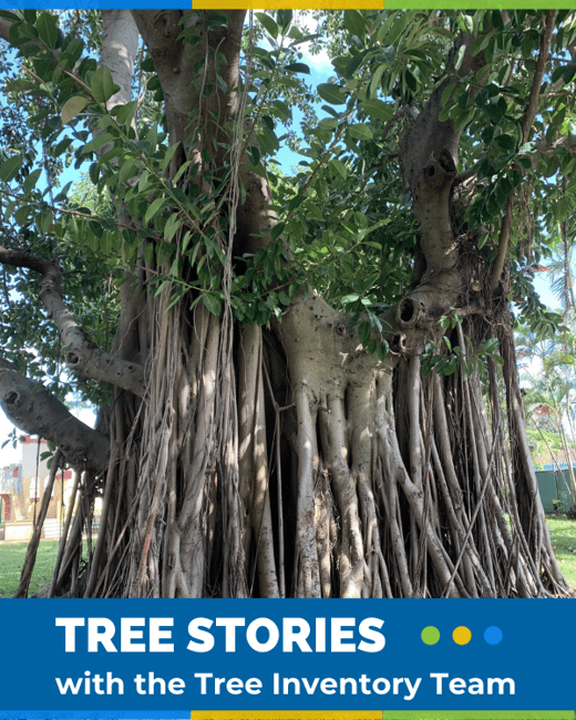 TREEbune Tree Stories
