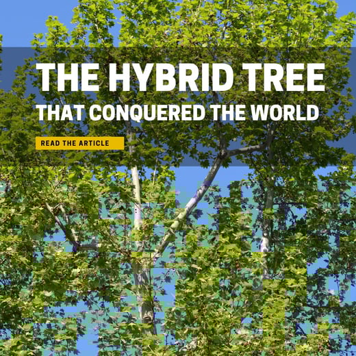 The hybrid tree