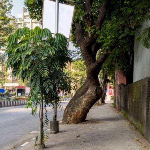 Tree Army