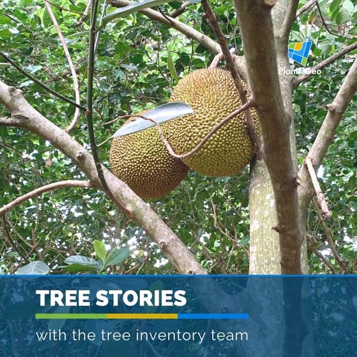 TreeStories INSTA Post
