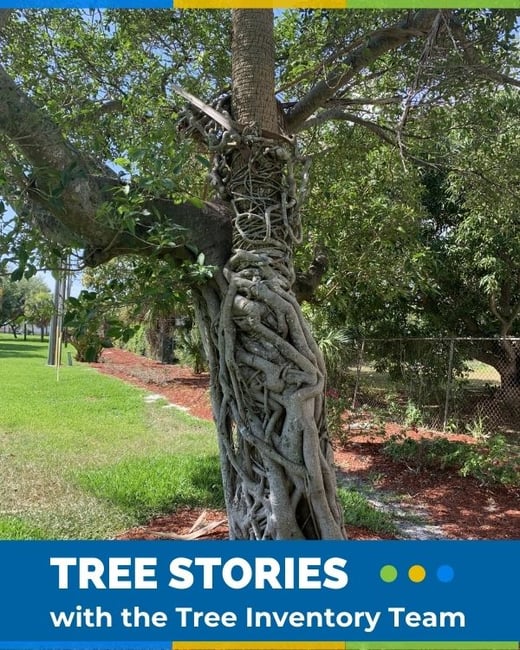TreeStories