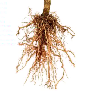 bare root
