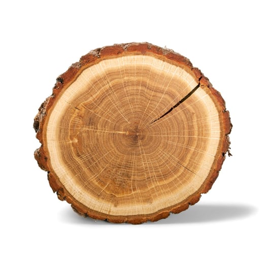dendrology sq