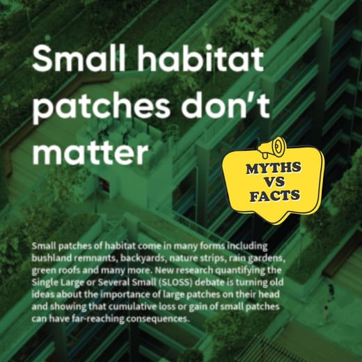 myth square