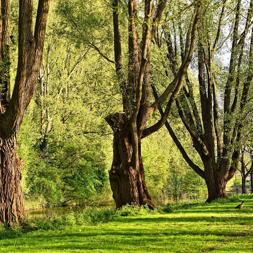 old trees