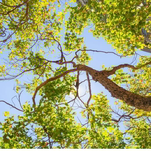 resilient canopy