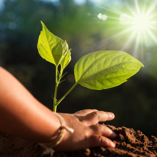 trees health