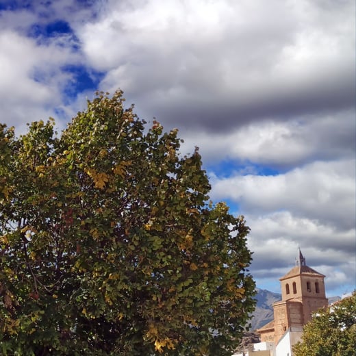 urban forestry