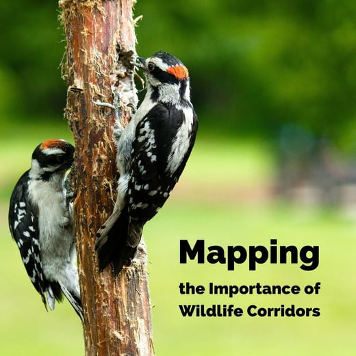 wildlife corridors